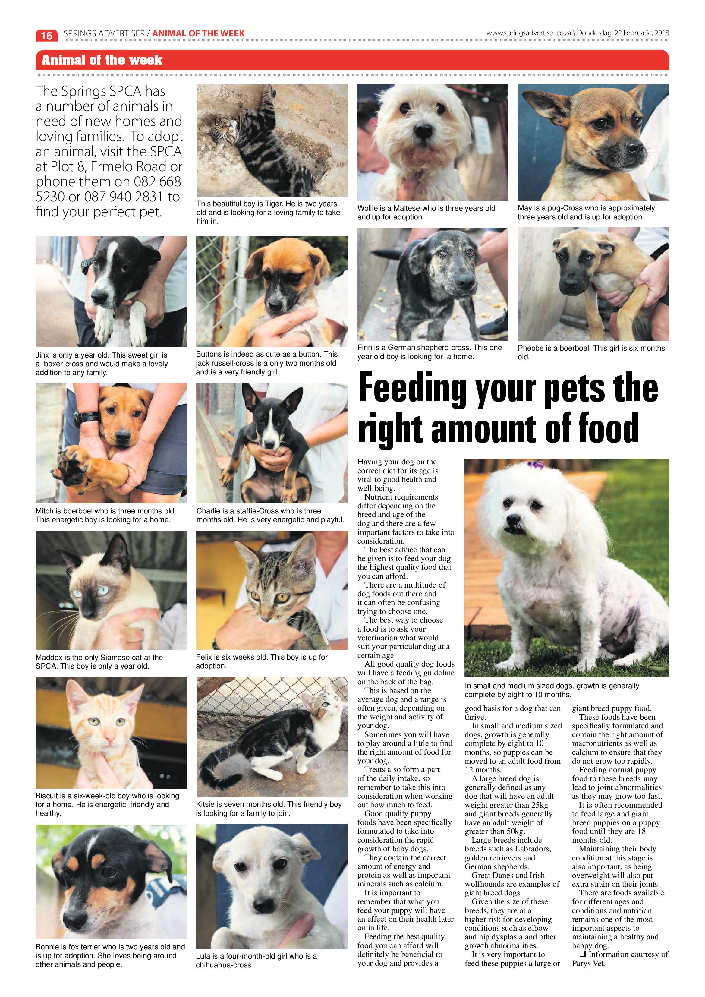 Springs Advertiser 22 February 2018 page 18